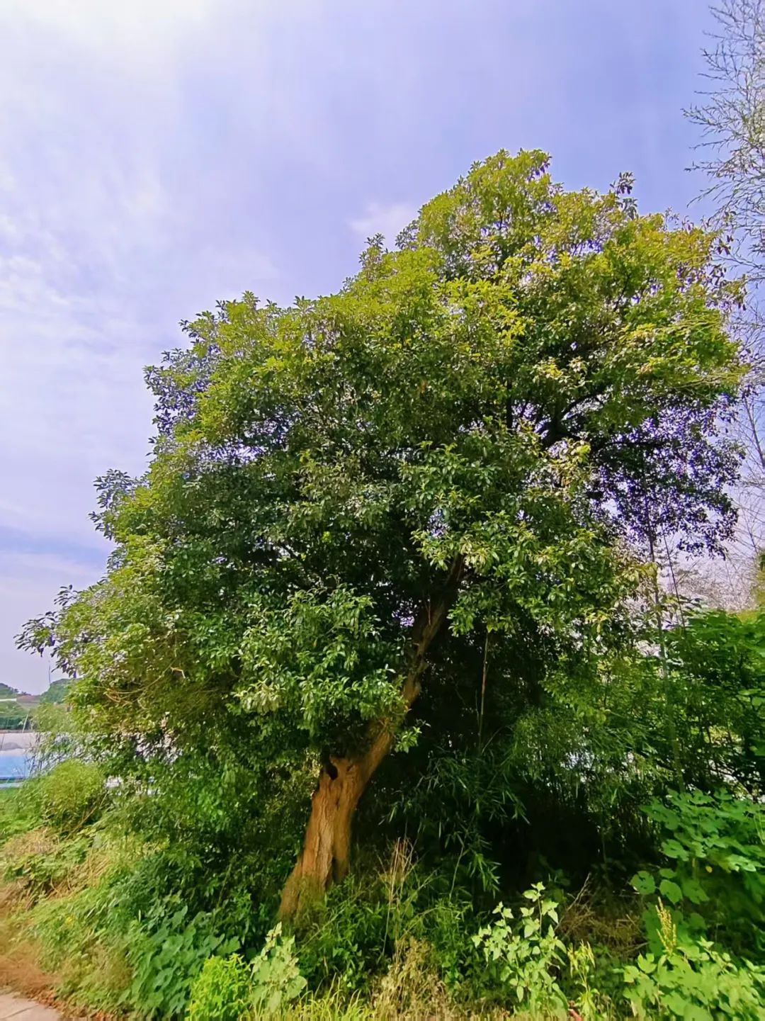 DƬ